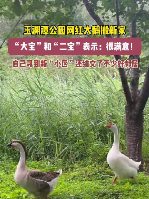 網(wǎng)紅大鵝,從田間到網(wǎng)絡(luò)，一只鵝的傳奇之旅